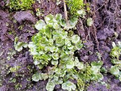 Lunularia cruciata