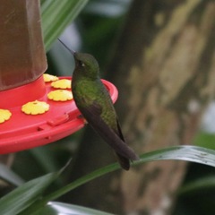 Elliotomyia viridicauda