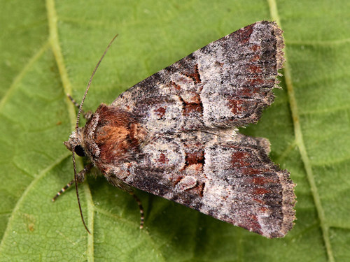 Rosy Minor