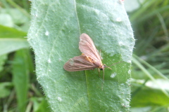 Dysauxes famula