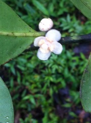 Garcinia orthoclada