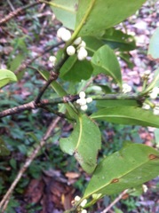Garcinia orthoclada