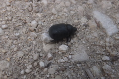 Pentodon bidens punctatus