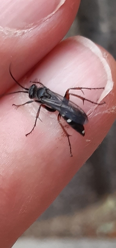 Red-legged Spider Wasp, 3206 SH Spijkenisse, Nederland, photo 4 of 10