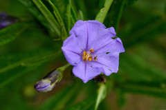 Solanum vescum