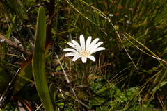 Gerbera tomentosa