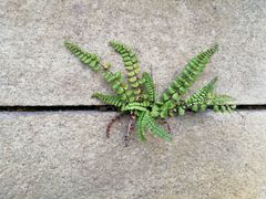 Asplenium trichomanes