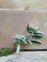 Buddleja davidii