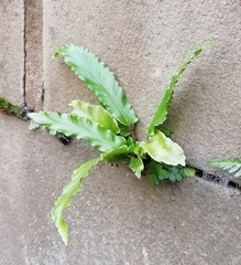 Asplenium scolopendrium