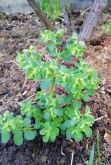 Euphorbia peplus