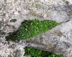 Grimmia pulvinata