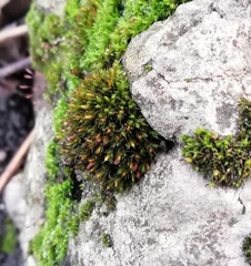 Orthotrichum