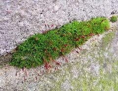 Tortula muralis