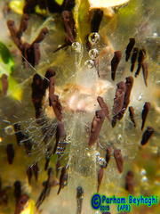 Bufotes viridis sitibundus