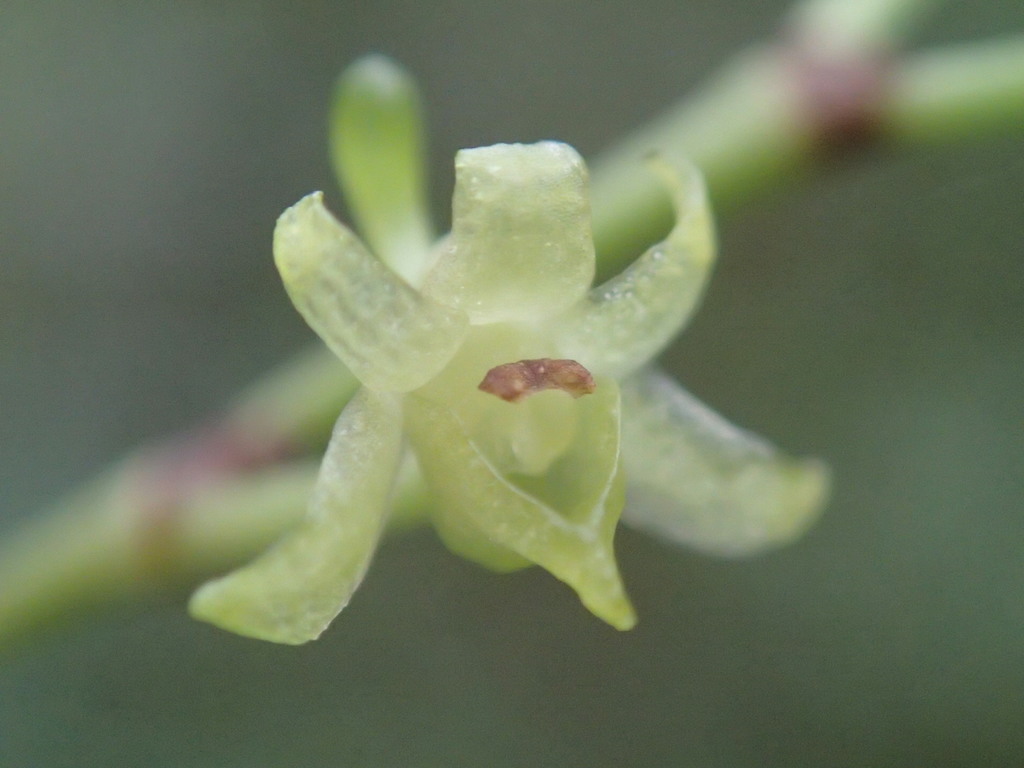 Angraecum zeylanicum