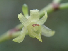 Angraecum zeylanicum