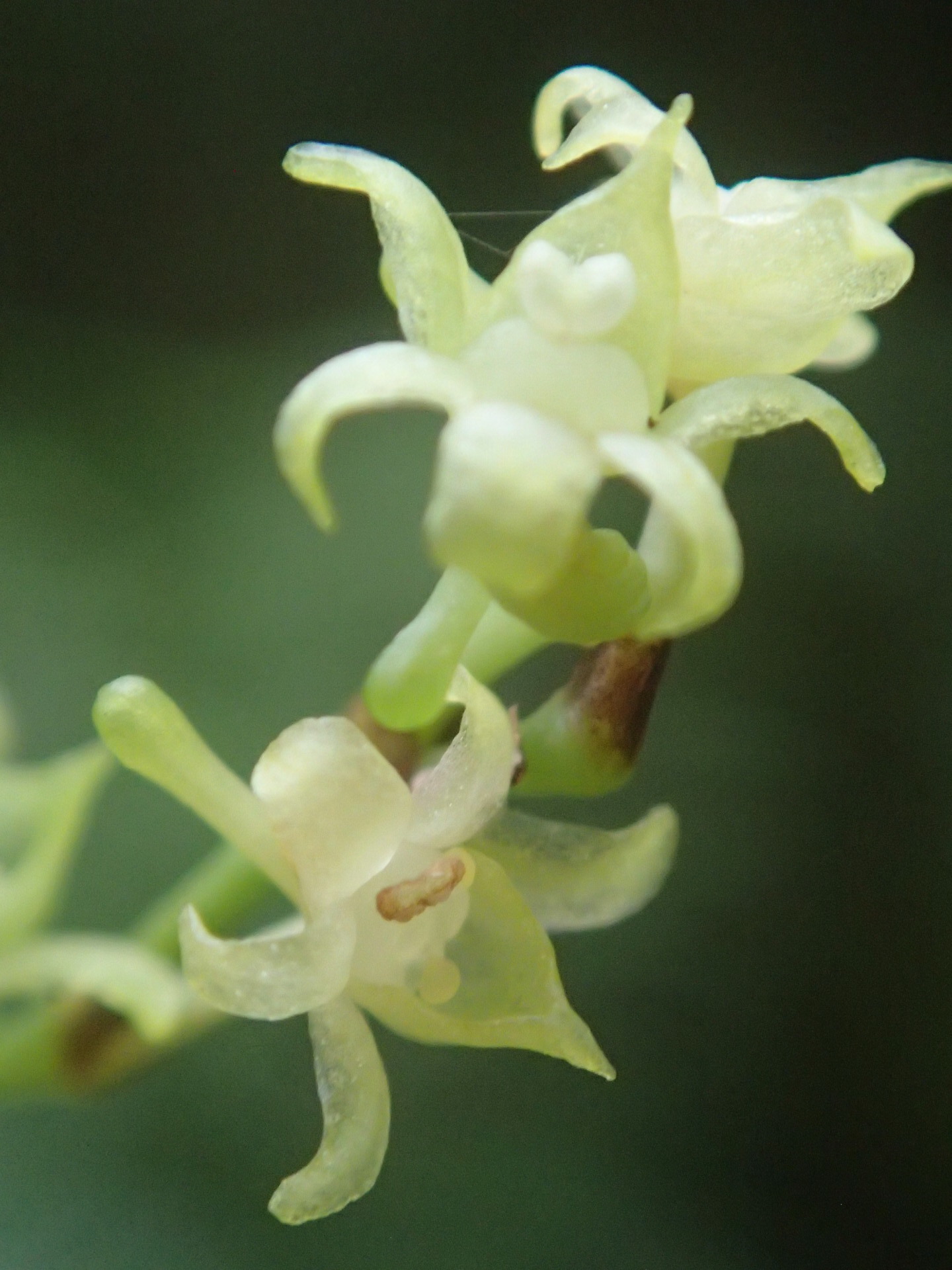 Angraecum zeylanicum Lindl. 2
