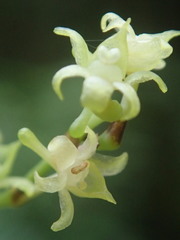 Angraecum zeylanicum
