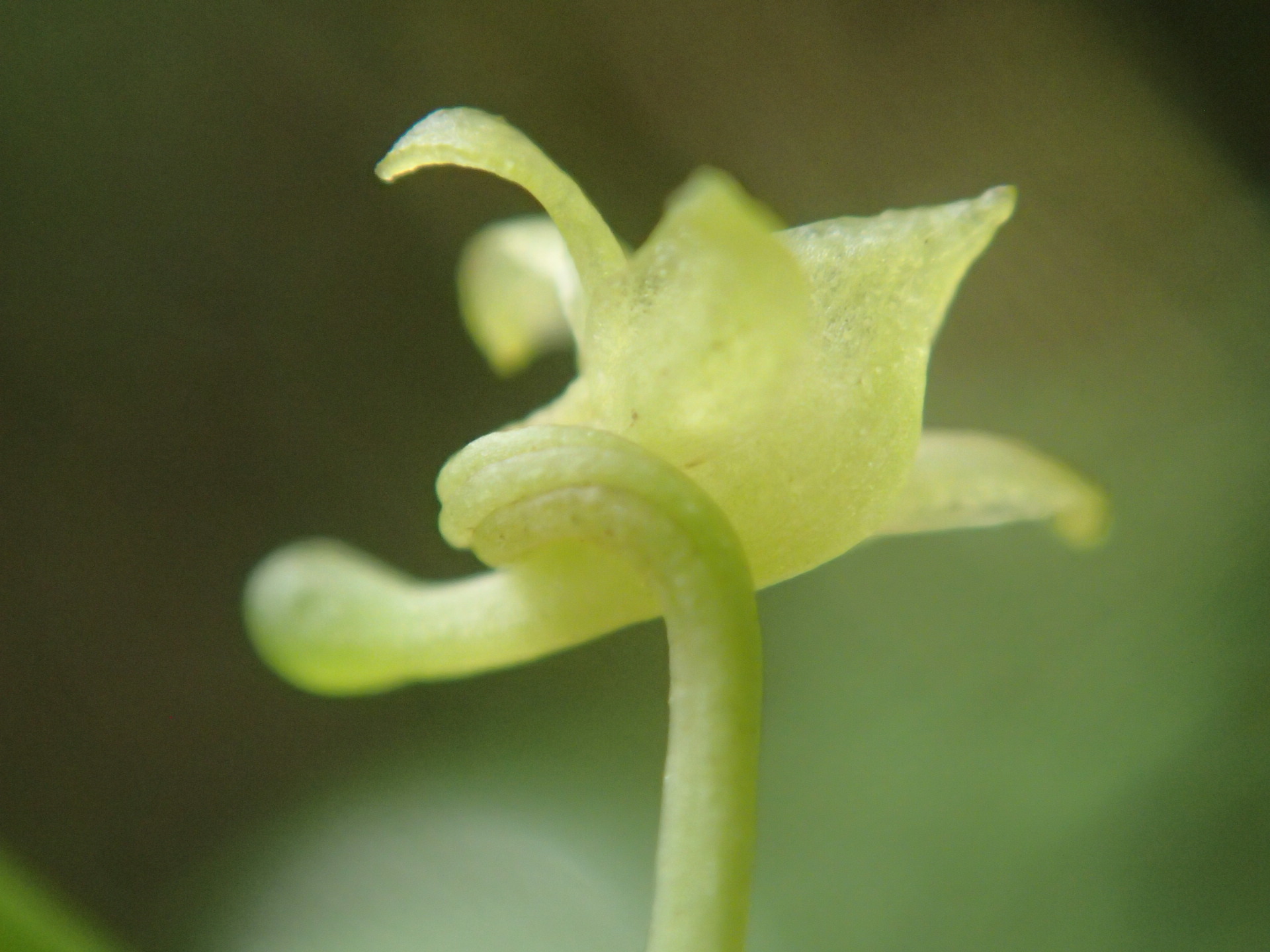 Angraecum zeylanicum Lindl. 3
