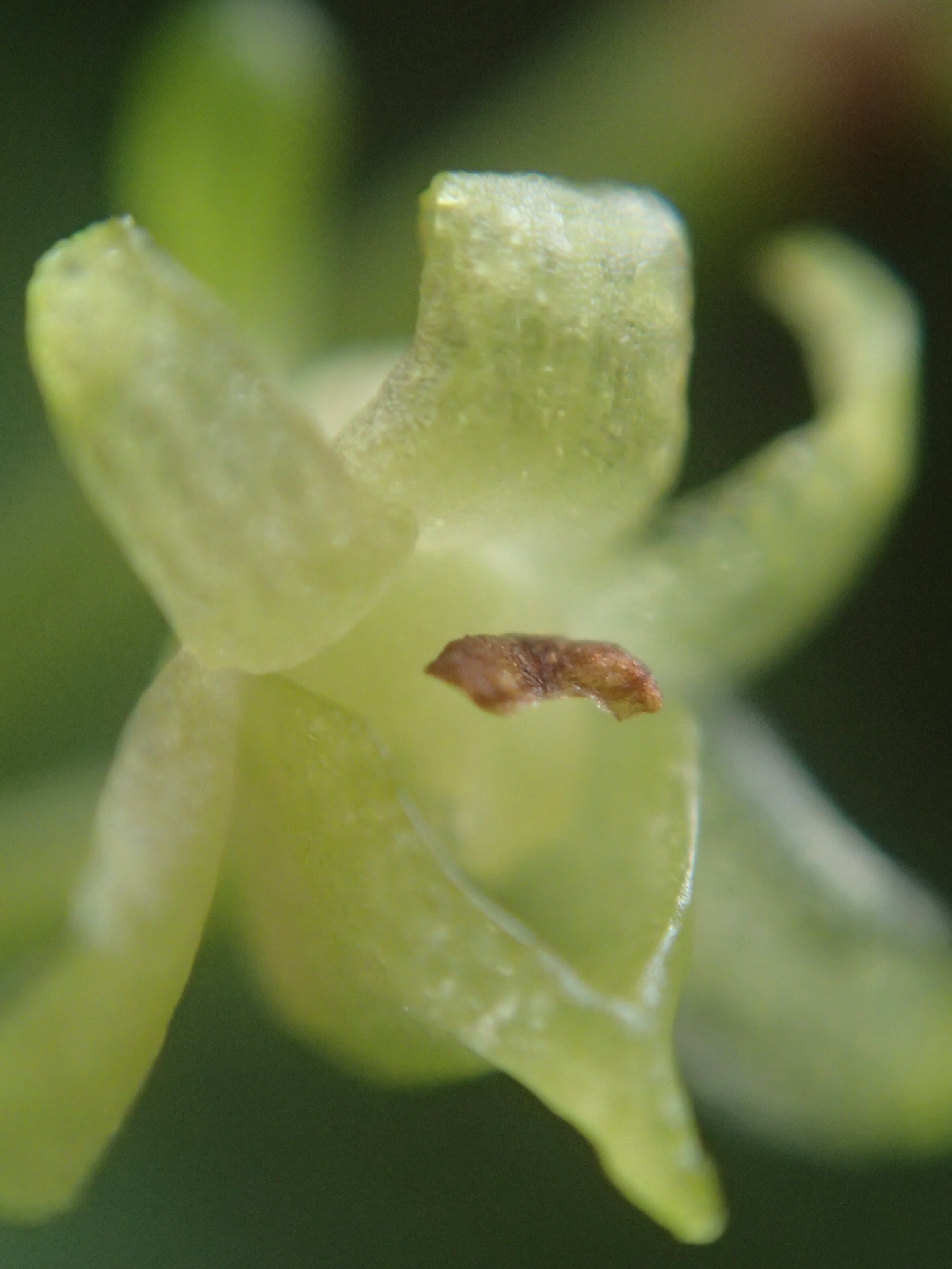 Angraecum zeylanicum Lindl. 4