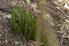Stapelia divaricata