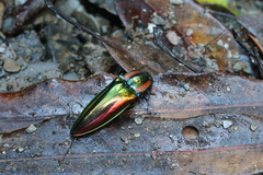 Campsosternus watanabei