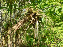 Tacca
