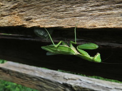 Hierodula patellifera