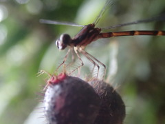 Allolestes maclachlanii