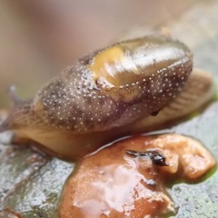 Hemphillia burringtoni