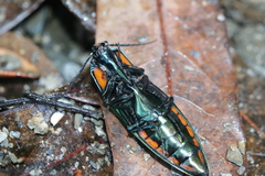 Campsosternus watanabei