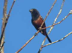 Sporophila angolensis