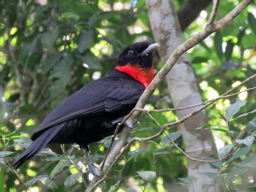 Pyroderus scutatus