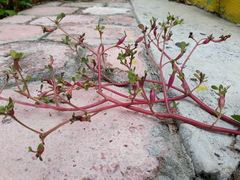 Portulaca oleracea