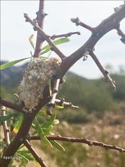 Dianthidium