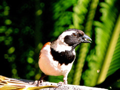 Passer melanurus vicinus