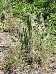 Praecereus euchlorus