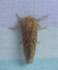 Pseudanapaea denotata