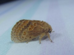 Pseudanapaea denotata