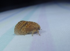 Pseudanapaea denotata