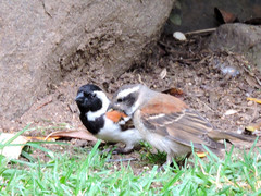 Passer melanurus vicinus