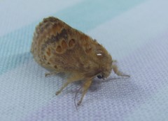 Pseudanapaea denotata