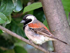 Passer melanurus vicinus