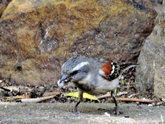 Passer melanurus vicinus