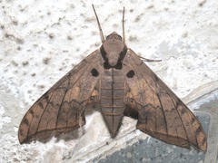 Ambulyx substrigilis