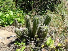 Praecereus euchlorus