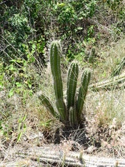 Praecereus euchlorus