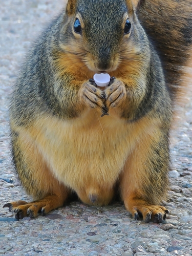 Eastern Fox Squirrel photographed in Nebraska
