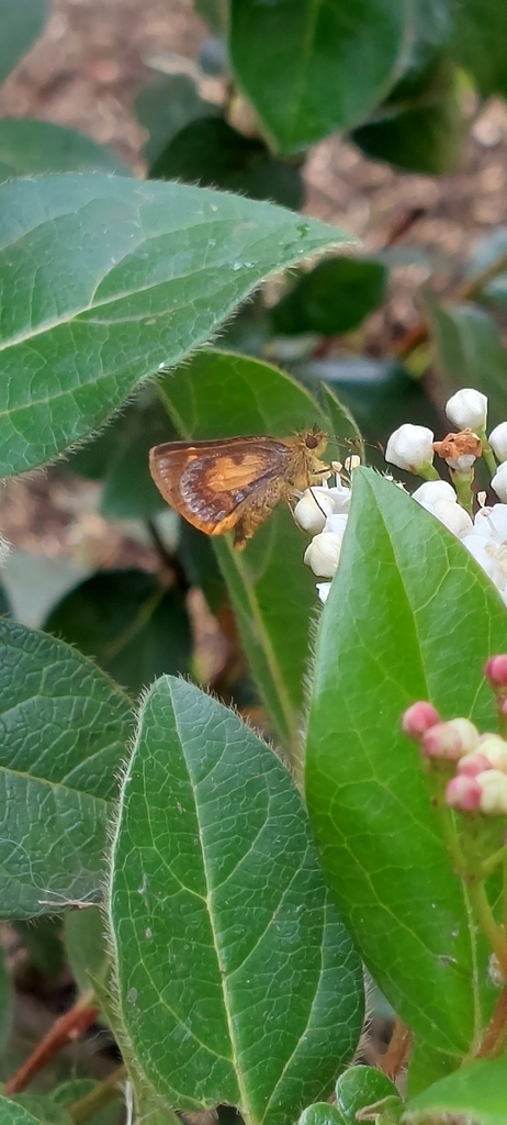 Connexa Skipperling
