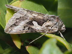 Cornutiplusia circumflexa
